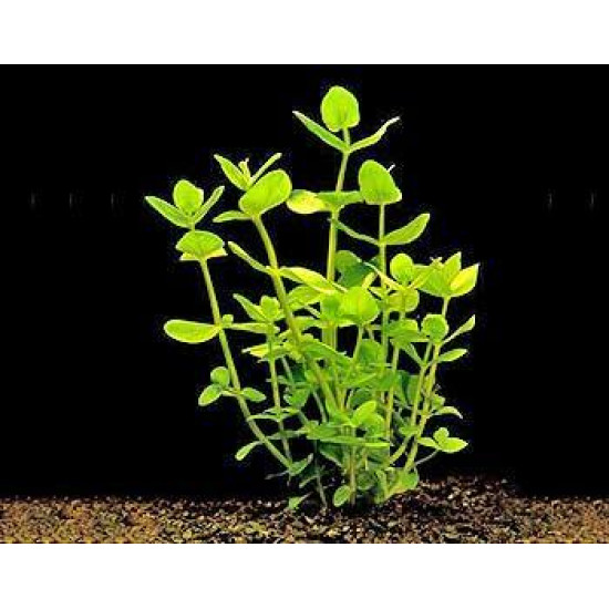 Bacopa caroliniana Live Aquarium plant Bacopa caroliniana Live Aquarium plant