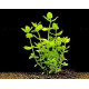 Bacopa caroliniana Live Aquarium plant Bacopa caroliniana Live Aquarium plant