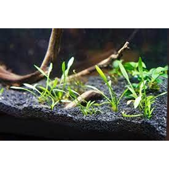 Premier plants Aquarium Black Soil for Planted Aquarium Fish Tank, Aquarium Plants, Aquarium Substrate 1 kg/ 2 kg / 5 kg Premier plants Aquarium Black Soil for Planted Aquarium Fish Tank, Aquarium Plants, Aquarium Substrate 1 kg/ 2 kg / 5 kg