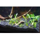 Premier plants Aquarium Black Soil for Planted Aquarium Fish Tank, Aquarium Plants, Aquarium Substrate 1 kg/ 2 kg / 5 kg Premier plants Aquarium Black Soil for Planted Aquarium Fish Tank, Aquarium Plants, Aquarium Substrate 1 kg/ 2 kg / 5 kg
