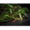 ANUBIAS SOIL