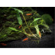 Premier plants Aquarium Black Soil for Planted Aquarium Fish Tank, Aquarium Plants, Aquarium Substrate 1 kg/ 2 kg / 5 kg Premier plants Aquarium Black Soil for Planted Aquarium Fish Tank, Aquarium Plants, Aquarium Substrate 1 kg/ 2 kg / 5 kg