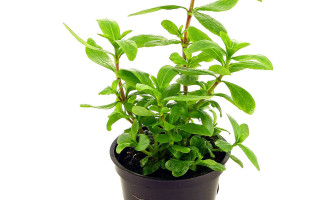 HYGROPHILA POLYSPERMA CARE