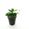 PREMIER PLANTS Anubias Nana Aqua Aquarium Live Plants