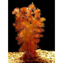  Aquarium Live Plants (Red Cabomba)