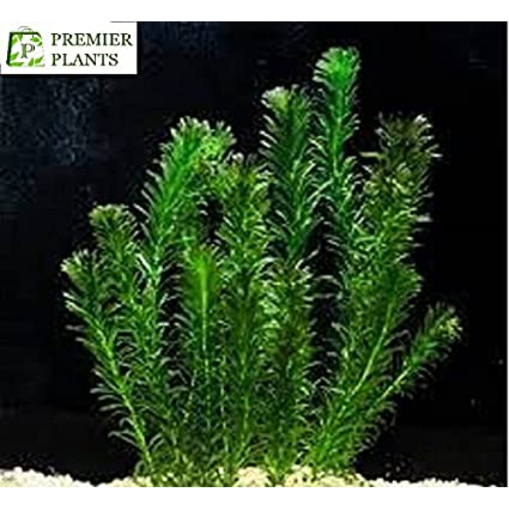Premier Plants Hydrilla/Egeria densa Aquarium LIVE Plants
