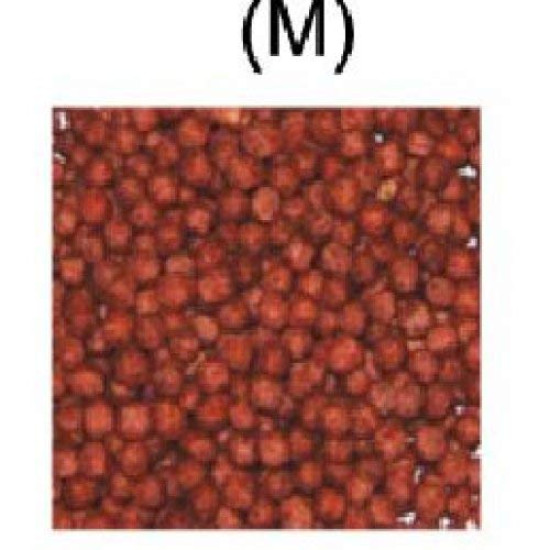 Excel red Color Enhance Fish Food (100 gm Medium- Size: 2.5 mm) Excel red Color Enhance Fish Food (100 gm Medium- Size: 2.5 mm)