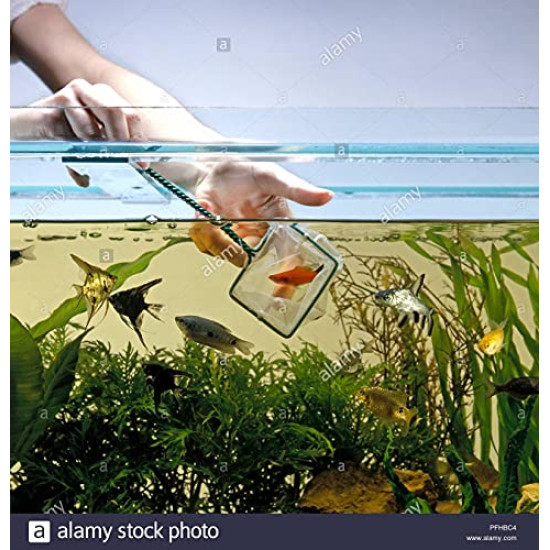 Premier Plants 4 inch Fish Net for Aquarium Big Small Fishes 12